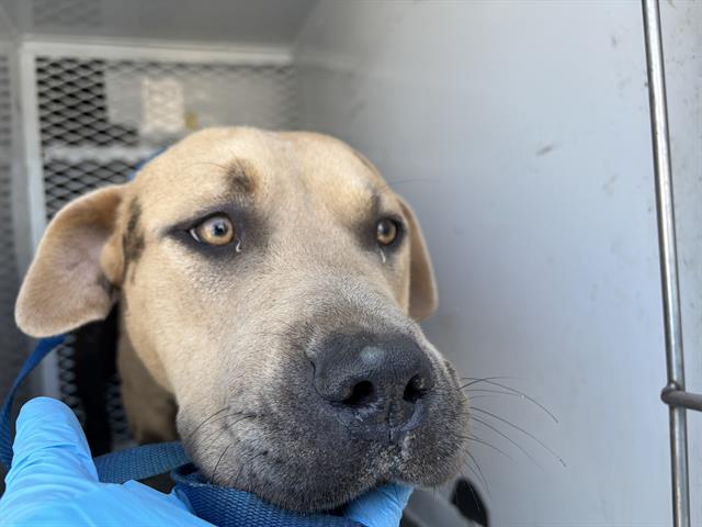adoptable Dog in Bakersfield, CA named *TATAR