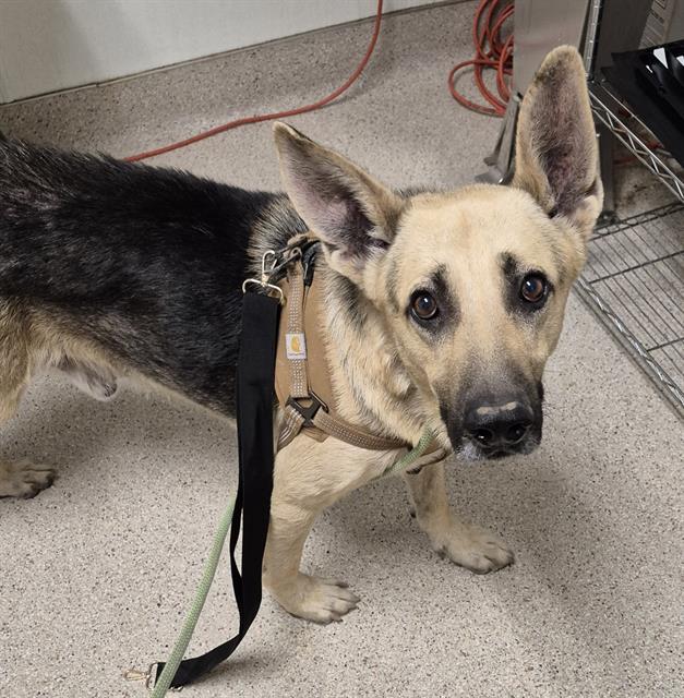 adoptable Dog in Bakersfield, CA named BANDEN