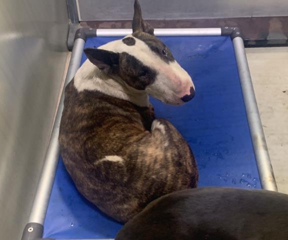 adoptable Dog in Bakersfield, CA named *TERRI