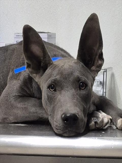 adoptable Dog in Bakersfield, CA named *PEWTER