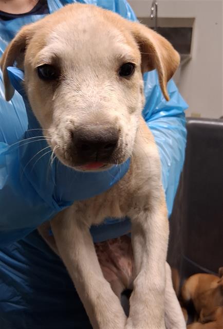 adoptable Dog in Bakersfield, CA named *BEETLE