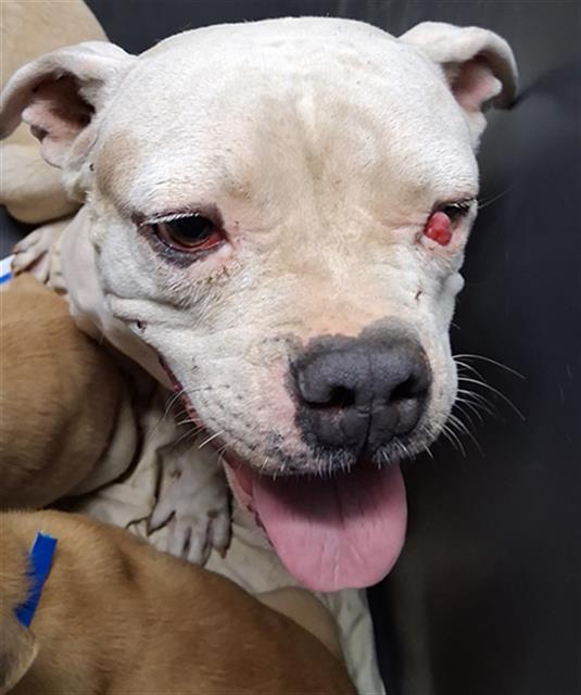 adoptable Dog in Bakersfield, CA named *BEEBE