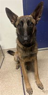 adoptable Dog in  named *GEORGE