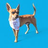 adoptable Dog in  named *MINI-ME