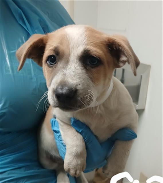 adoptable Dog in Bakersfield, CA named *KACEY