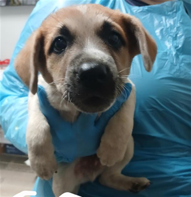adoptable Dog in Bakersfield, CA named *LUKE