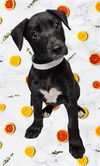 adoptable Dog in  named A1228132