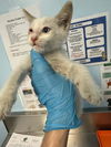 adoptable Cat in Bakersfield, CA named *LOCO