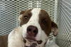 adoptable Dog in  named TAZ/PUPPY