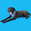 adoptable Dog in Bakersfield, CA named *PLAYDOH