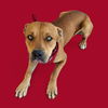adoptable Dog in Bakersfield, CA named *JULIUS