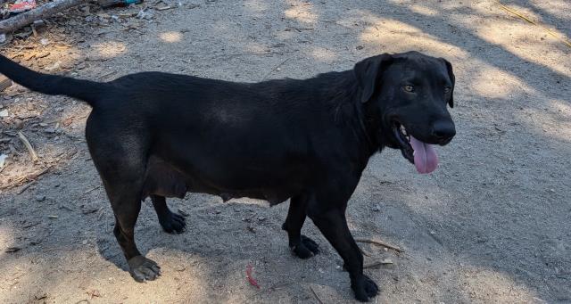 adoptable Dog in Bakersfield, CA named WONDER