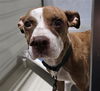 adoptable Dog in  named *OLIVE
