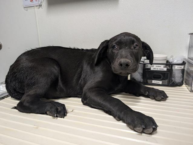 adoptable Dog in Bakersfield, CA named *HAROLD