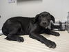 adoptable Dog in  named *HAROLD