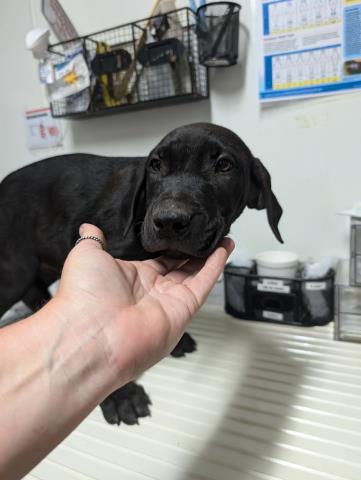 adoptable Dog in Bakersfield, CA named *HARRY