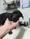 adoptable Dog in  named *HARRY