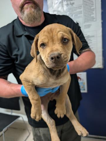 adoptable Dog in Bakersfield, CA named *HAPPY