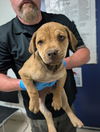 adoptable Dog in  named *HAPPY