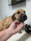 adoptable Dog in  named *HATTER