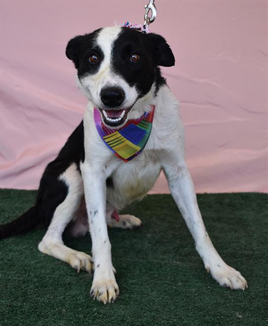 adoptable Dog in Bakersfield, CA named *HAY HAY