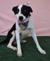 adoptable Dog in  named *HAY HAY