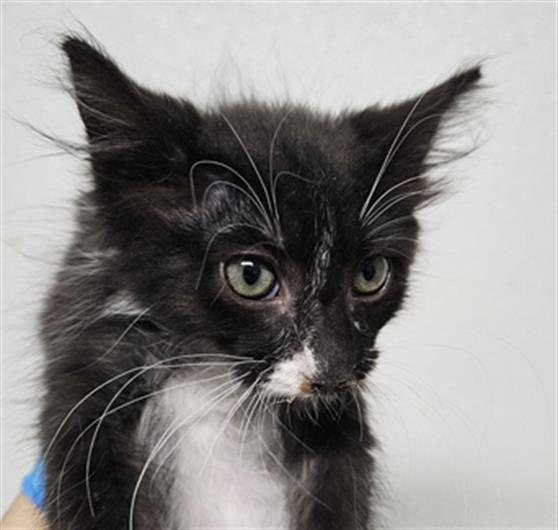 adoptable Cat in Bakersfield, CA named A1227531