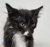 adoptable Cat in Bakersfield, CA named A1227531