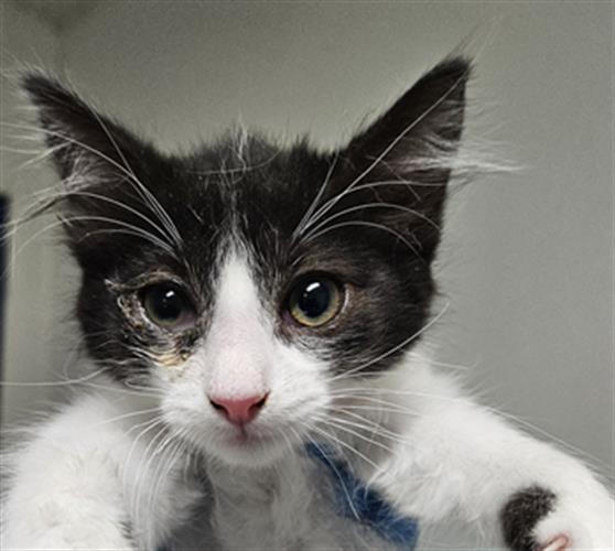 adoptable Cat in Bakersfield, CA named A1227532