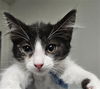 adoptable Cat in Bakersfield, CA named A1227532