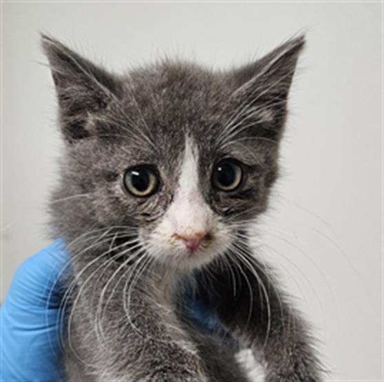 adoptable Cat in Bakersfield, CA named A1227538