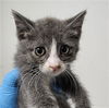 adoptable Cat in Bakersfield, CA named A1227538