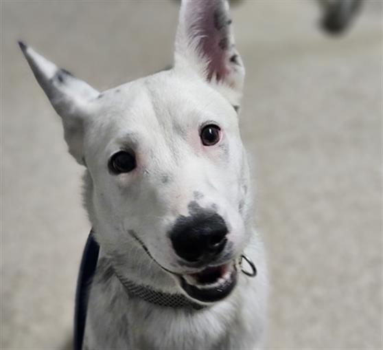 adoptable Dog in Bakersfield, CA named *RUBEN