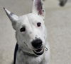 adoptable Dog in Bakersfield, CA named *RUBEN