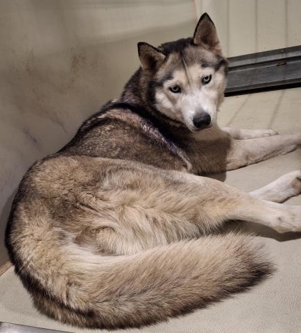 adoptable Dog in Bakersfield, CA named *SIDNEY