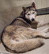 adoptable Dog in Bakersfield, CA named *SIDNEY