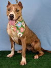 adoptable Dog in Bakersfield, CA named *CATTY