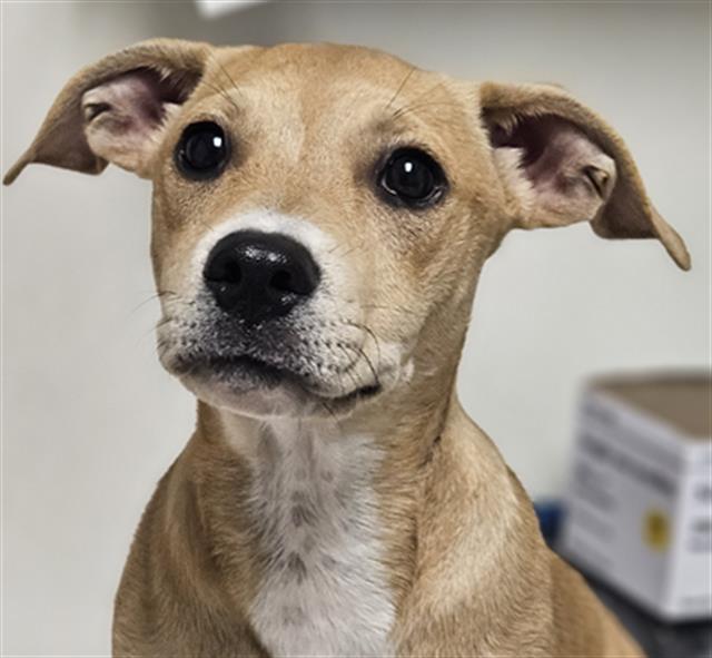 adoptable Dog in Bakersfield, CA named *ENZO