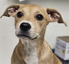 adoptable Dog in Bakersfield, CA named *ENZO