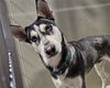 adoptable Dog in  named A1228106