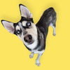 adoptable Dog in Bakersfield, CA named *KEN