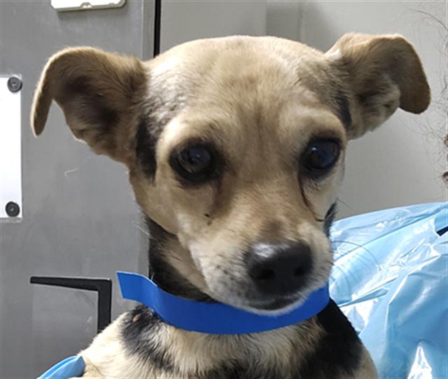 adoptable Dog in Bakersfield, CA named *DARWIN