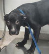 adoptable Dog in Bakersfield, CA named *FLOYD