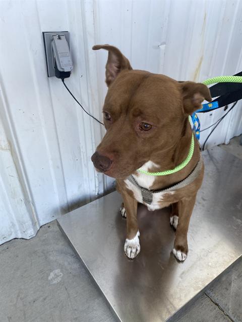 adoptable Dog in Bakersfield, CA named MISTER BUISSNESS