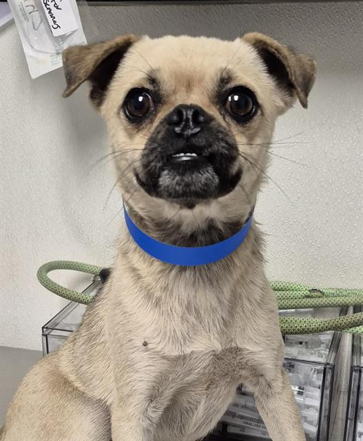adoptable Dog in Bakersfield, CA named *HARPO