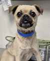 adoptable Dog in Bakersfield, CA named *HARPO