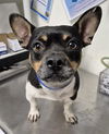 adoptable Dog in Bakersfield, CA named *GROUCHO