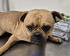 adoptable Dog in Bakersfield, CA named *ZEPPO