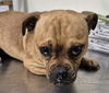 adoptable Dog in Bakersfield, CA named *KARL