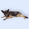 adoptable Dog in Bakersfield, CA named *HENDERSON